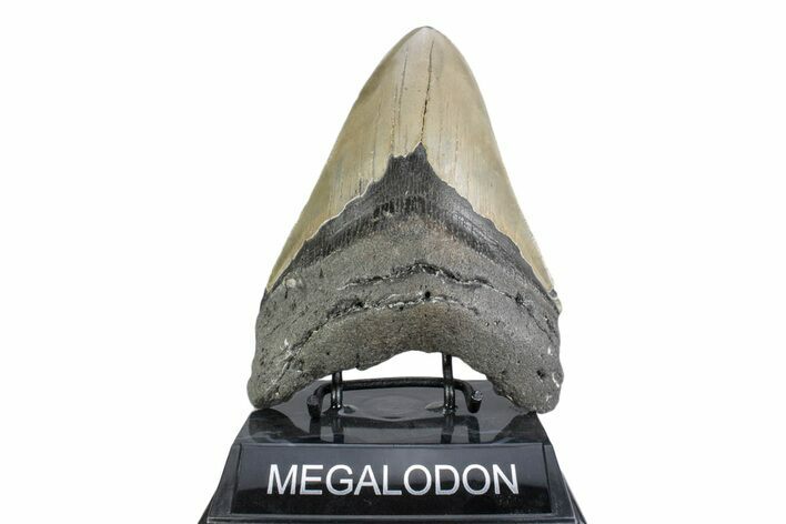 Serrated, Fossil Megalodon Tooth - North Carolina #378030